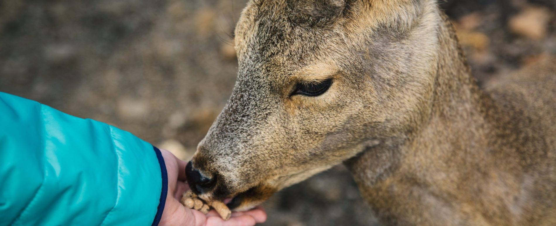 Girl's hand feeding a young roe deer